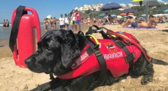 Cani bagnino sulle spiagge di Sperlonga