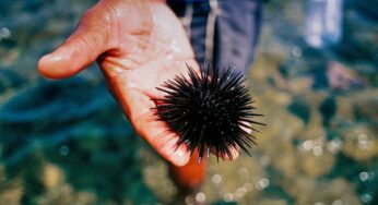 Pescati illegalmente oltre 2.500 ricci di mare, 2mila euro di multa