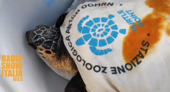 Tartaruga ferita nelle acque di Ventotene