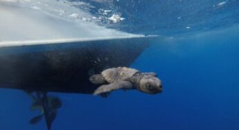 Liberate a 6 miglia dalla costa 26 piccoli di caretta caretta