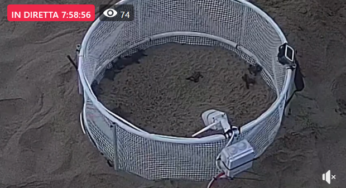 Schiuse le uova della tartaruga Caretta Caretta sulla spiaggia di Fondi: GUARDA LIVE