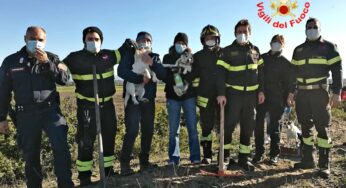 Cuccioli di jack russel intrappolati in una tana, salvati dai VVF