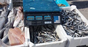 Minturno, blitz congiunto Polizia e Guardia Costiera: Sequestrati 23 kg di prodotti ittici