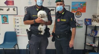 Esercizio abusivo della professione veterinaria, truffa e maltrattamento animali. 2 medici denunciati e 2 strutture sanitarie per animali sottoposte a sequestro