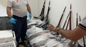 Formia, controlli della Guardia Costiera sulla filiera della pesca: sanzioni e prodotti ittici sequestrati