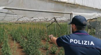 La Polizia scopre una piantagione di marijuana. Due denunciati