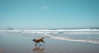 Minturno, D’Amici: “Ordinanza divieto di accesso animali in spiaggia annullata dal Tar, poca oculatezza dell’amministrazione comunale”