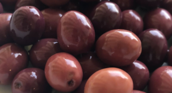 “L’Oliva di Gaeta”, sabato 7 ottobre il convegno promosso dalla Delegazione Formia Gaeta dell’Accademia italiana della Cucina