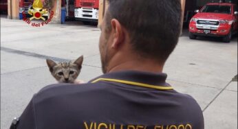 Gattina intrappolata nel motore di una Smart, salvata dai Vigili del Fuoco
