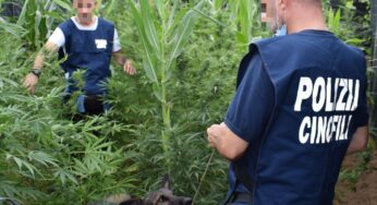 Produzione e traffico di sostanze stupefacenti, arrestato 23enne