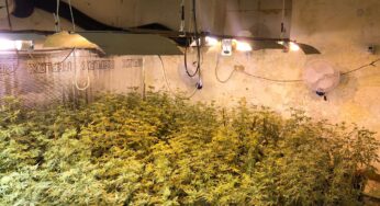 171 piantine di cannabis in casa: arrestato dai Carabinieri