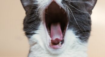 Terracina, Comune acquista 100 casette per colonie feline