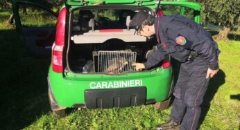 Carabinieri forestali, rinvenuta poiana ferita