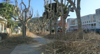 Gaeta, manutenzione del verde: proseguono gli interventi in città