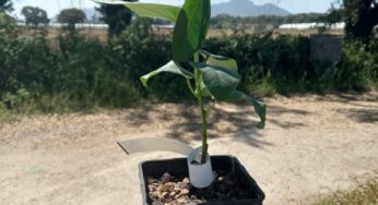 A Formia piantato l'”Albero di Falcone”