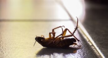 A Fondi al via gli interventi di disinfestazione, derattizzazione, deblattizzazione e azione larvicida