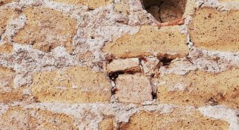 Calabrone orientale a Formia: primi interventi del Comune per contrastare il fenomeno