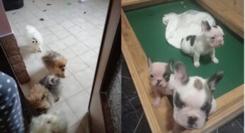 Associazione a delinquere finalizzata al traffico illecito di animali da compagnia e frode in commercio. Perquisizioni e sequestri