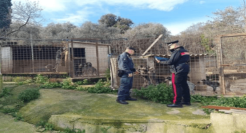 Itri, controlli in un allevamento di cani