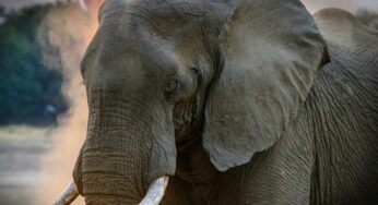 SOS inquinamento, la guida degli animali-sentinella per cambiare rotta