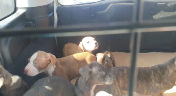 Cani abbandonati in un cartone, 9 cuccioli salvati dalla Polizia stradala