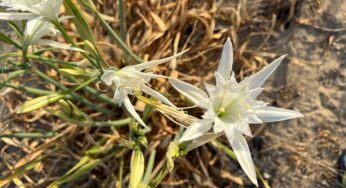 Il giglio di mare: il fiore che abbellisce le spiagge di Gaeta