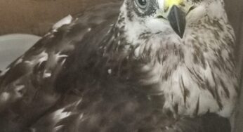 Barman ponzese salva un Falco Pecchiaiolo a mani nude