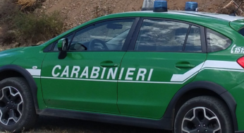 Carcassa di lupo rinvenuta dai Carabinieri forestali