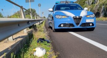 Gabbiano ferito sulla Flacca, salvato dalla Polizia