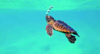 Il Comune di Formia aderisce al protocollo d’intesa ‘Amici delle tartarughe marine’