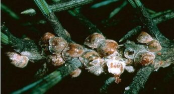 Allarme invasione cocciniglia: come riconoscerla per prevenire danni alle pinete pubbliche e private