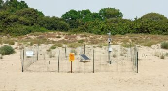 Attesa per la Schiusa delle uova di Tartaruga Caretta Caretta
