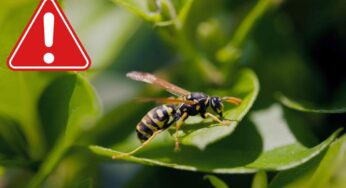 Roma e dintorni in massima allerta: le vespe orientalis stanno seminando il panico