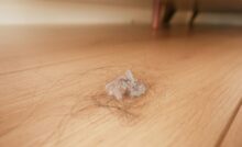 peli capelli pavimento