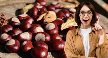 Mi sono avanzate le castagne da Natale, ma non ne spreco nemmeno una: così durano tutto l’anno
