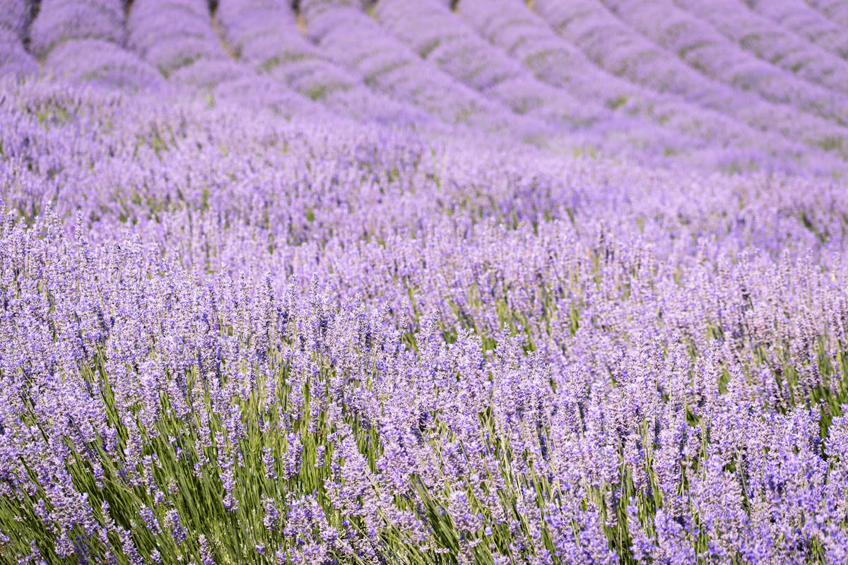 lavanda