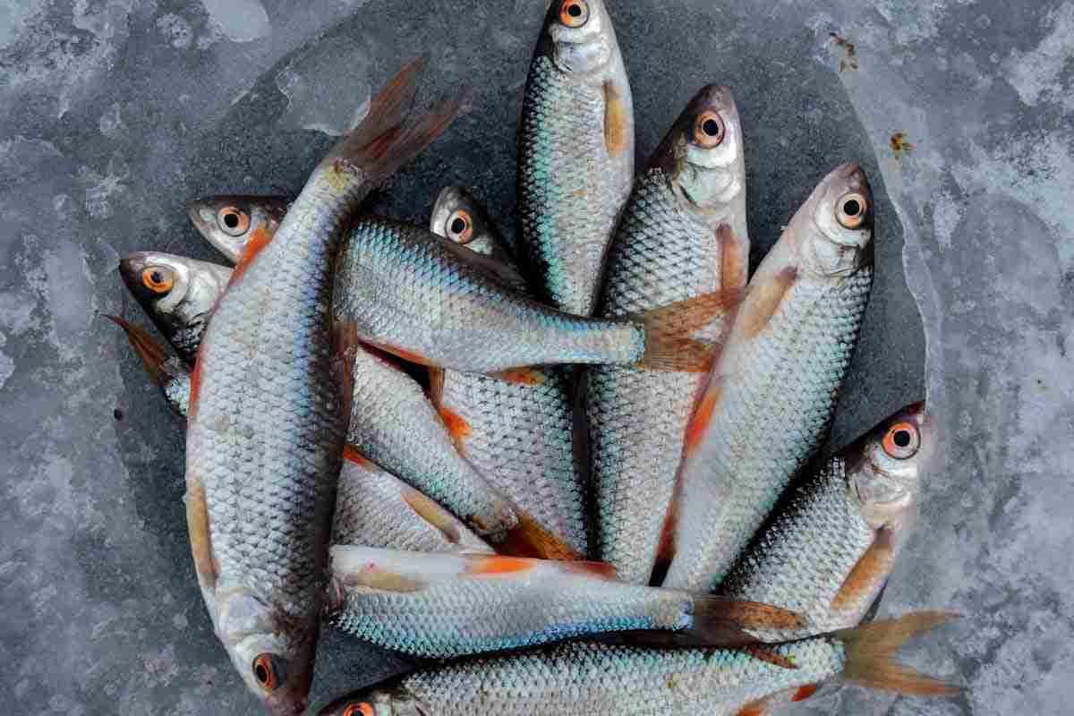 pesce