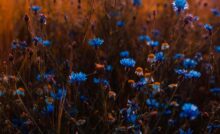 fiori blu