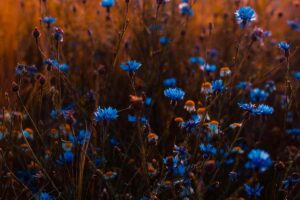 fiori blu