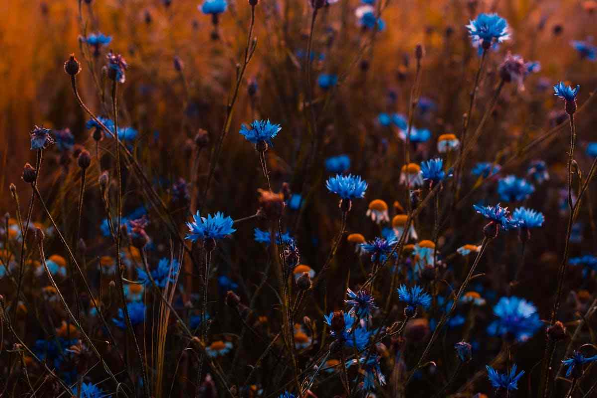 fiori blu