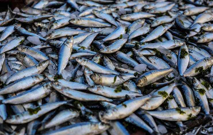 mucchio di pesce