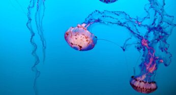 Come evitare di essere punti dalle meduse a mare: 2 rimedi formidabili